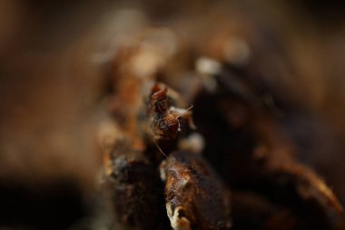 Yerel bir pazarda gösterilen ham kara demirhindi