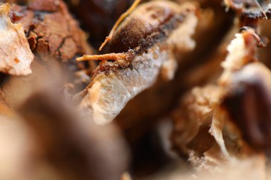 Yerel bir pazarda gösterilen ham kara demirhindi