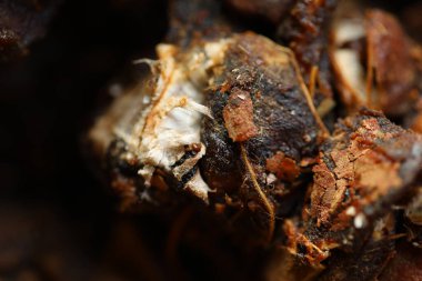 Yerel bir pazarda gösterilen ham kara demirhindi