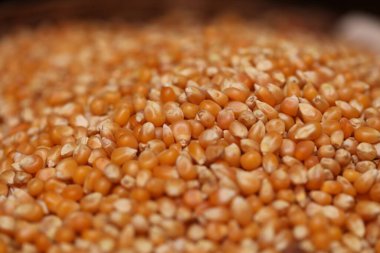 Markette Sarı Mısır Tohumları