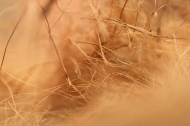 Kahverengi hindistan cevizi sütunu