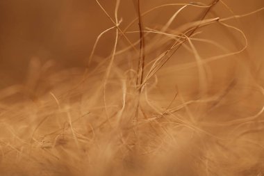 Kahverengi hindistan cevizi sütunu