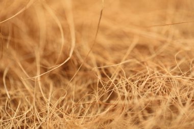 Kahverengi hindistan cevizi sütunu