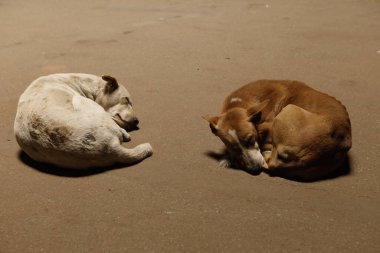 Sokak Köpekleri yerde uyuyor.