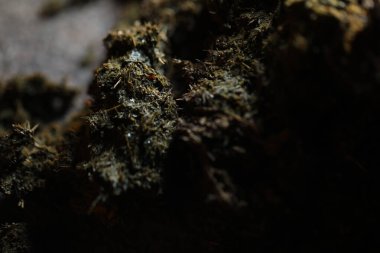 Gece yerde at gübresi