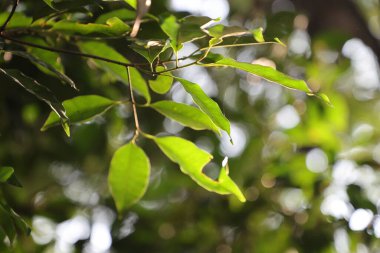 Hint İlaçlı Bitki Yaprak makro shot 'ı