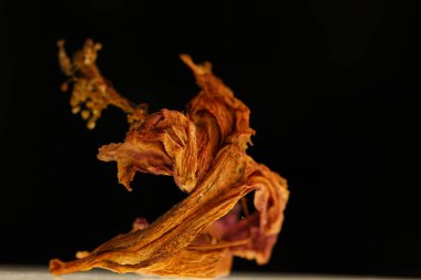 Kuru Kırmızı Hibiscus Çiçek Stüdyosu