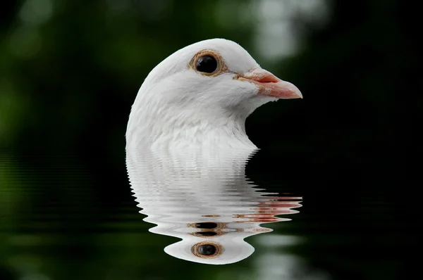 Arte digital de Bird — Foto de Stock