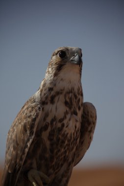 Çöldeki Kuş Kartal
