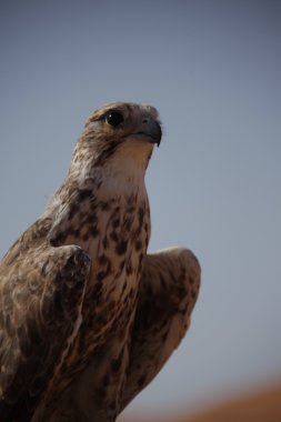 Çöldeki Kuş Kartal