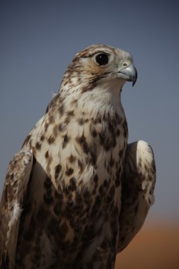Çöldeki Kuş Kartal