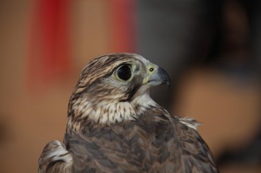 Çöldeki Kuş Kartal