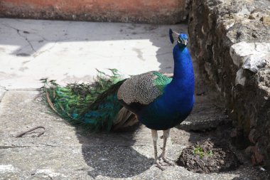 Bahçedeki tavus kuşu