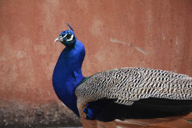 Bahçedeki tavus kuşu