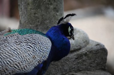 Bahçedeki tavus kuşu