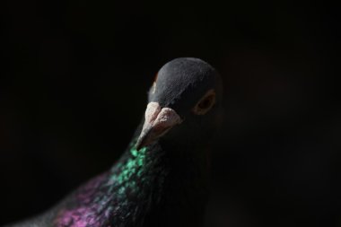 Güvercin closeup