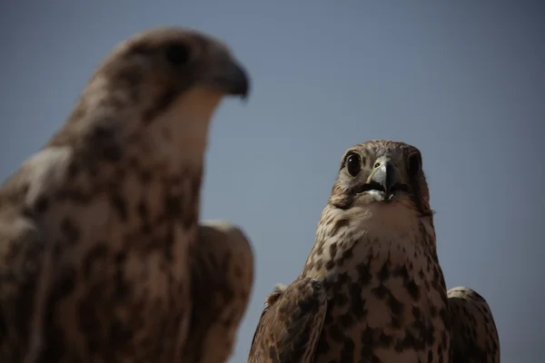 Vogeladler in der Wüste — Stockfoto