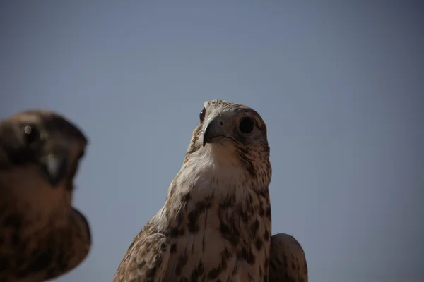 Águila pájaro en el desierto — Foto de Stock