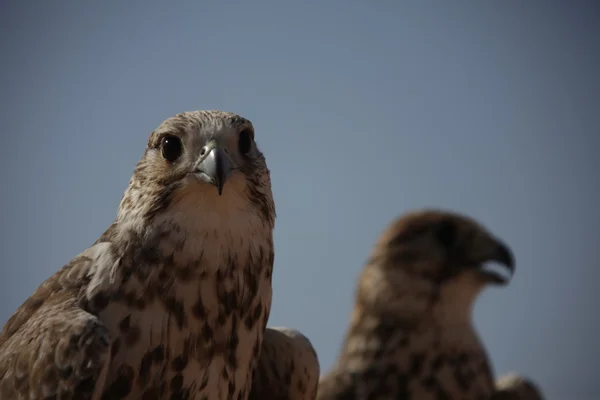 Vogelarend in de woestijn — Stockfoto