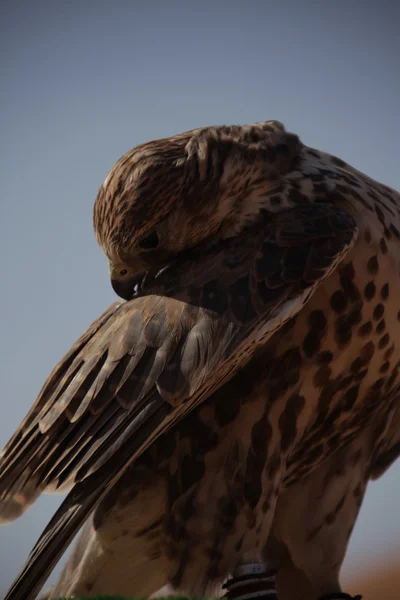 Águila pájaro en el desierto — Foto de Stock