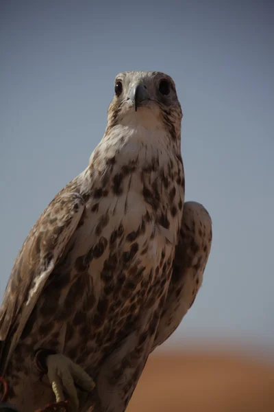 Vogelarend in de woestijn — Stockfoto