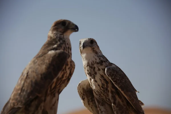 Bird Eagle in the Desert
