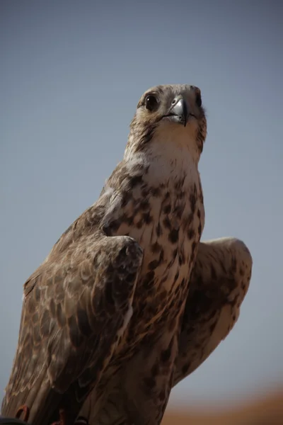 Vogelarend in de woestijn — Stockfoto