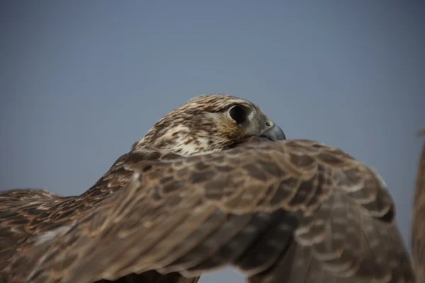 Águia das Aves no Deserto — Fotografia de Stock