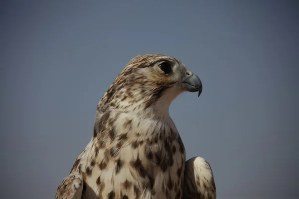 Águila pájaro en el desierto — Foto de Stock