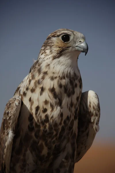 Vogelarend in de woestijn — Stockfoto