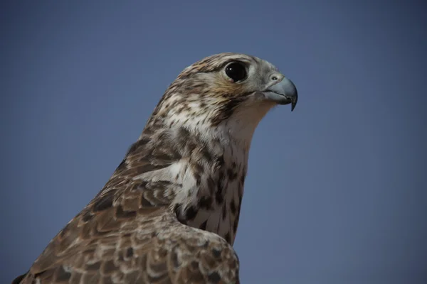 Águila pájaro en el desierto — Foto de Stock