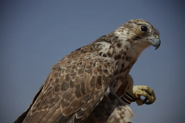 Vogelarend in de woestijn — Stockfoto