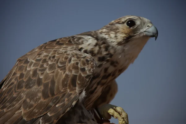 Vogelarend in de woestijn — Stockfoto