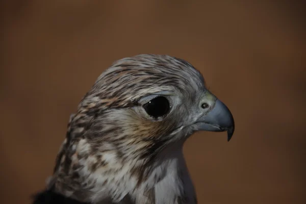 Bird Eagle in the Desert — Stock Photo, Image