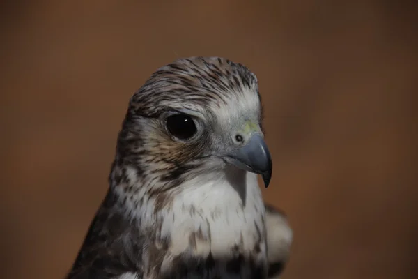 砂漠の鳥のワシ — ストック写真