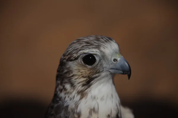 Vogelarend in de woestijn — Stockfoto