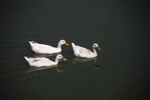 Kachny ve vodě — Stock fotografie