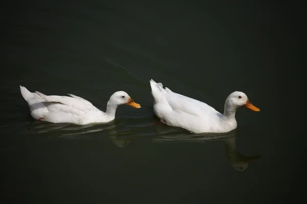 Enten im Wasser — Stockfoto