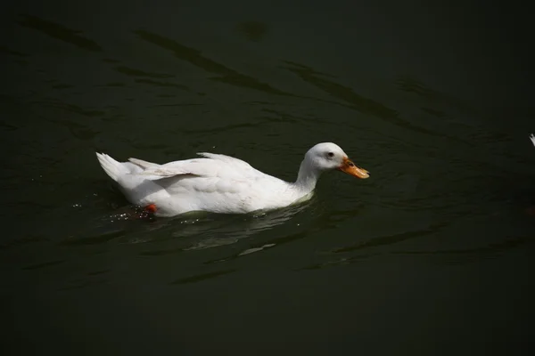 Enten im Wasser — Stockfoto