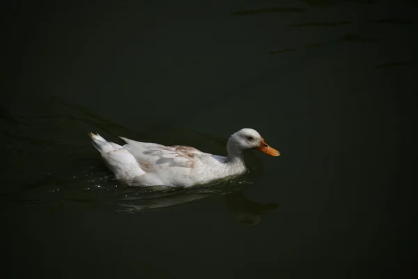 Canards dans l'eau — Photo