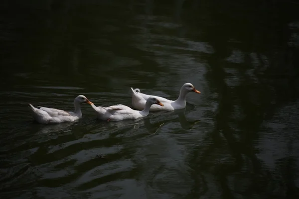 Patos na água — Fotografia de Stock