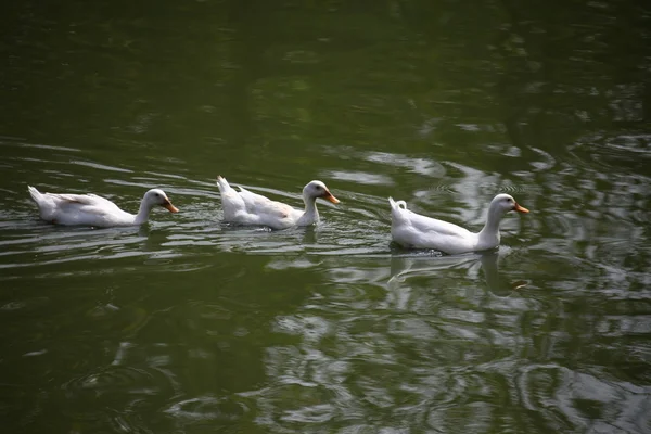 Patos na água — Fotografia de Stock