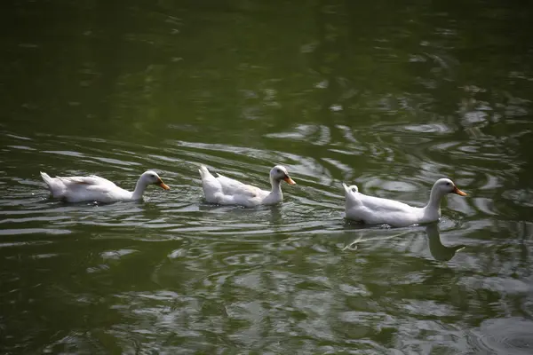 Patos na água — Fotografia de Stock