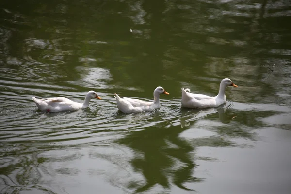 Canards dans l'eau — Photo