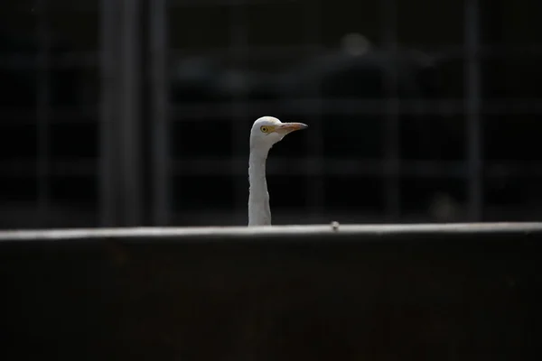 Guindaste na água — Fotografia de Stock