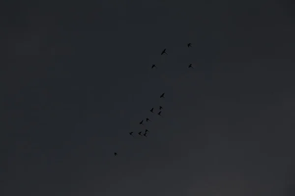 Pasăre pe cer — Fotografie, imagine de stoc