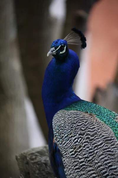 Pavo real en el jardín — Foto de Stock