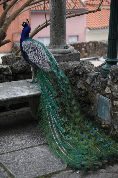 Peacock in the garden — Stock Photo, Image