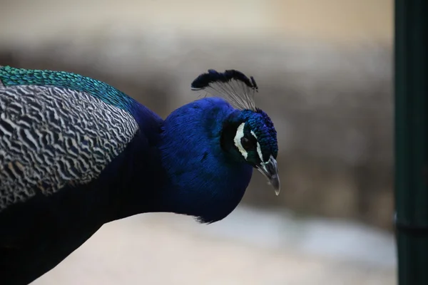 Pavo real en el jardín — Foto de Stock