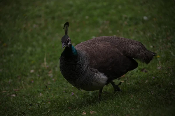 Pauw in de tuin — Stockfoto